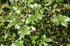 Ulmus parvifolia