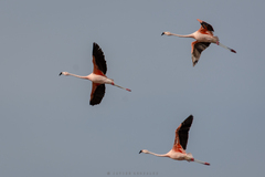 Phoenicopterus chilensis