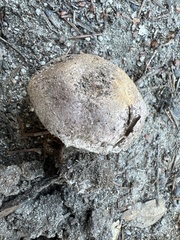 Agaricus arorae