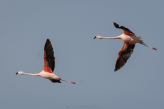 Phoenicopterus chilensis