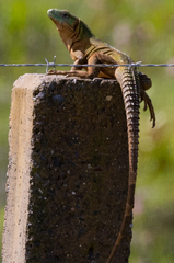 Ctenosaura acanthura
