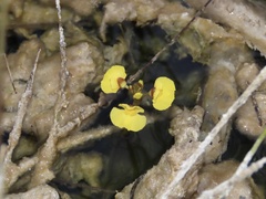 Utricularia foliosa
