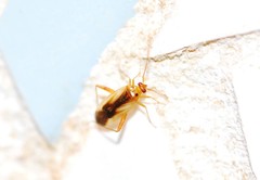 Adelphocoris suturalis