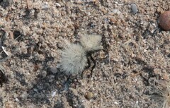 Dasymutilla sackenii