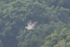 Patagioenas flavirostris