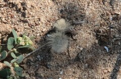 Dasymutilla sackenii