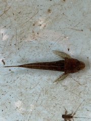 Cottus