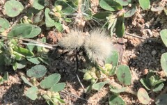 Dasymutilla sackenii