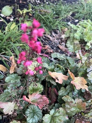 Cornus florida rubra