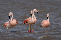 Phoenicopterus chilensis