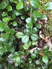 Peperomia urvilleana
