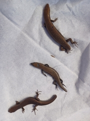 Lampropholis delicata