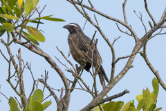 Saltator grandis