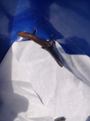 Lampropholis delicata