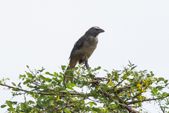 Saltator grandis