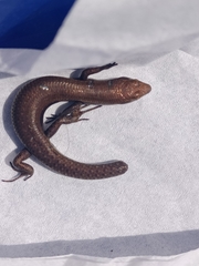 Lampropholis delicata