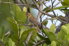 Sporophila morelleti
