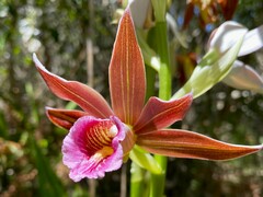 Phaius australis