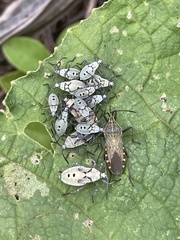 Anasa