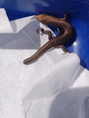 Lampropholis delicata