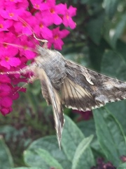 Tathorhynchus exsiccata