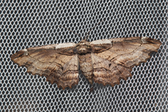 Pholodes sinistraria