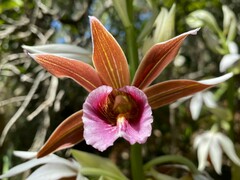 Phaius australis