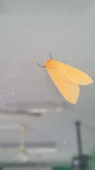 Arctiinae