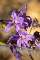 Leucocoryne violacescens