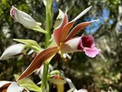 Phaius australis