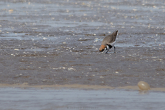 Charadrius falklandicus