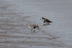 Charadrius falklandicus