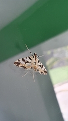 Conchylodes salamisalis