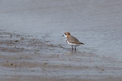 Charadrius falklandicus