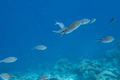 Azurina multilineata