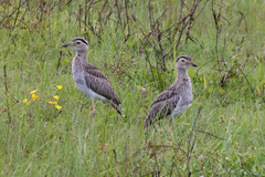 Burhinus bistriatus