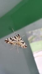 Conchylodes salamisalis