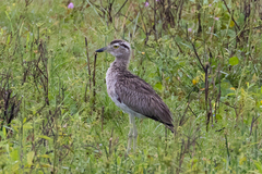 Burhinus bistriatus
