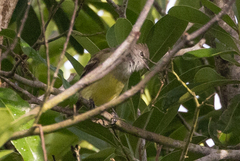 Elaenia
