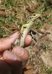 Stenocercus trachycephalus