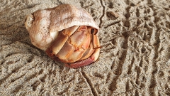 Coenobita compressus