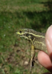 Stenocercus trachycephalus