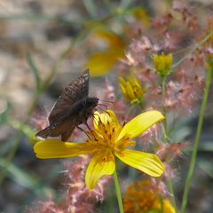 Erynnis funeralis
