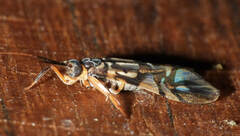 Macrostemum arcuatum