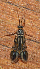 Macrostemum arcuatum