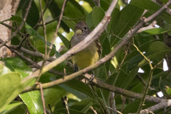 Elaenia