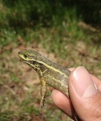 Stenocercus trachycephalus