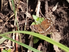 Anthanassa texana texana