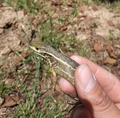 Stenocercus trachycephalus