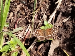 Anthanassa texana texana